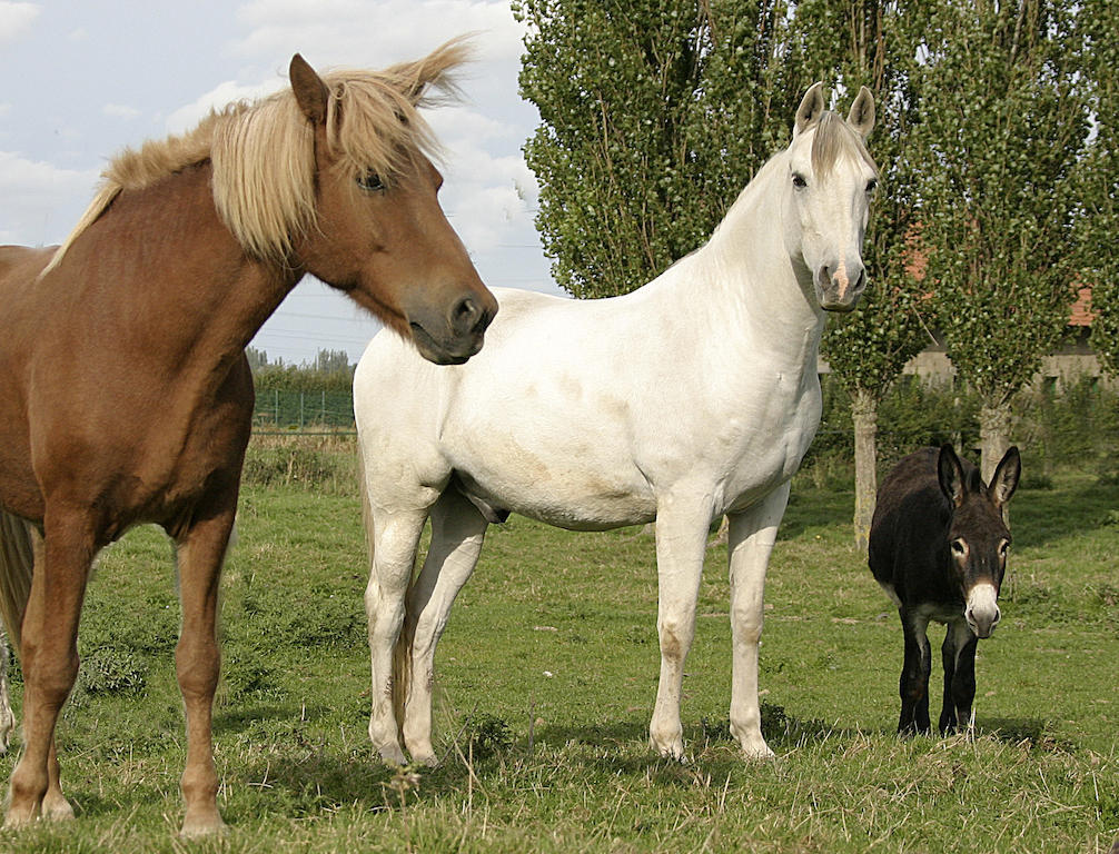 הוילה האזברוק Gite De La Ferme Des Crins Blancs חדר תמונה