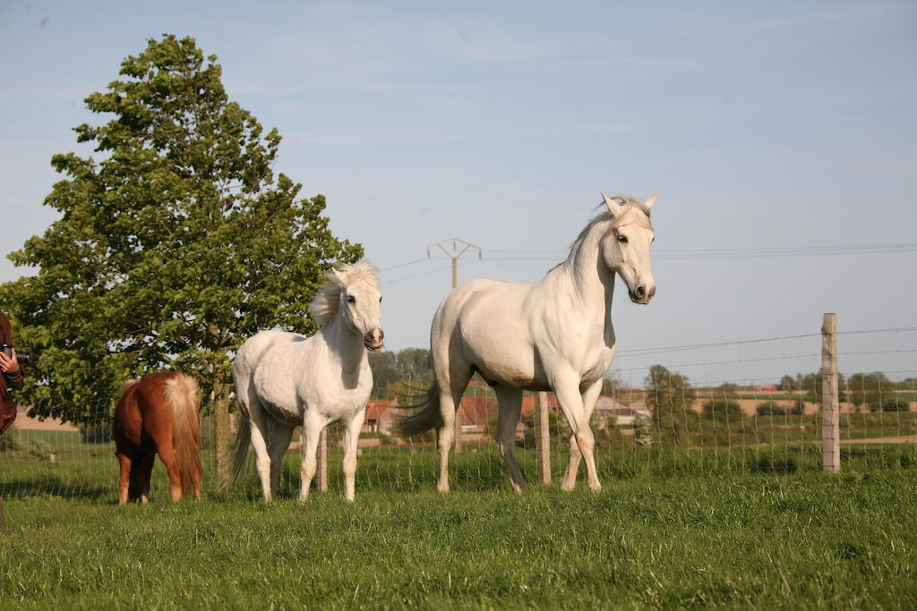 הוילה האזברוק Gite De La Ferme Des Crins Blancs מראה חיצוני תמונה